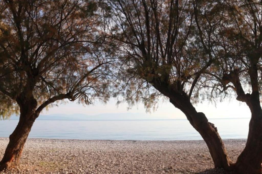 Anestis Apartment Akrata Dış mekan fotoğraf